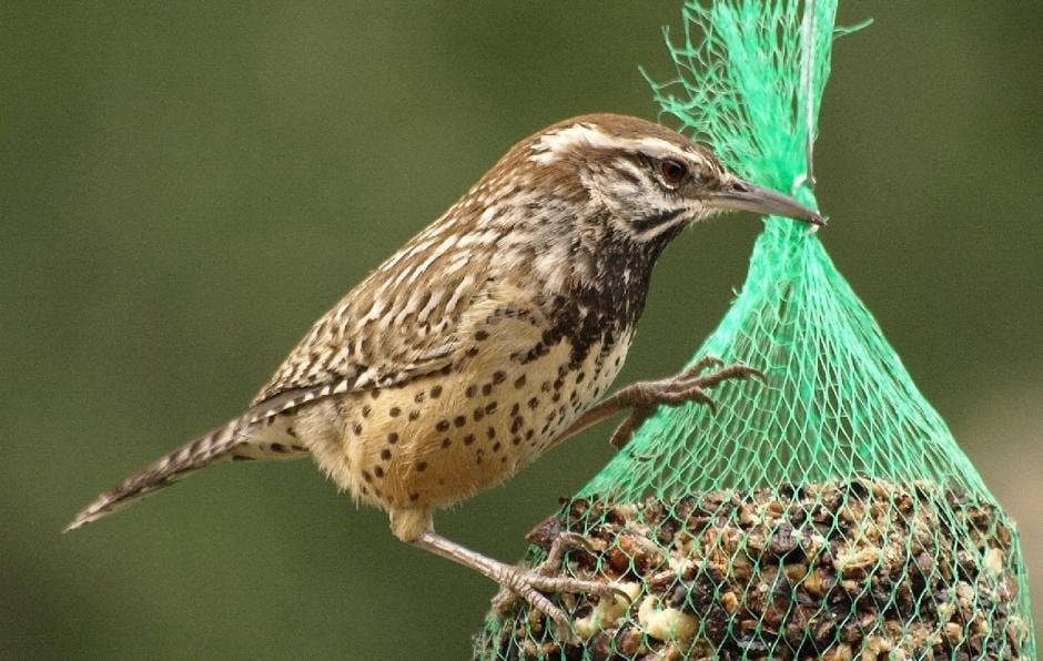 Bugs, Nuts, & Fruit Cylinder - Small