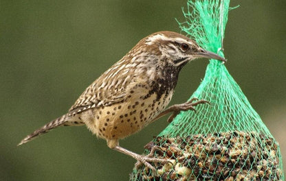 WildBird Feast Cylinder - Small