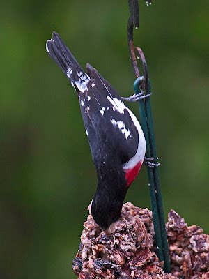 WildBird Feast Cylinder - Large