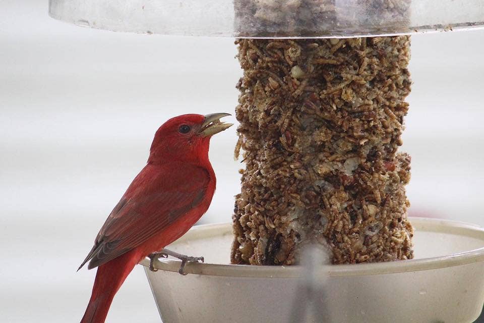 Bugs, Nuts, & Fruit Cylinder - Small