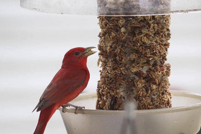 Bugs, Nuts, & Fruit Cylinder - Small